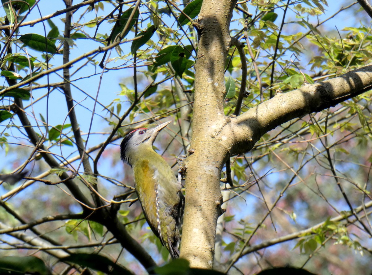 Gray-headed Woodpecker - Sarabjeet Kaur