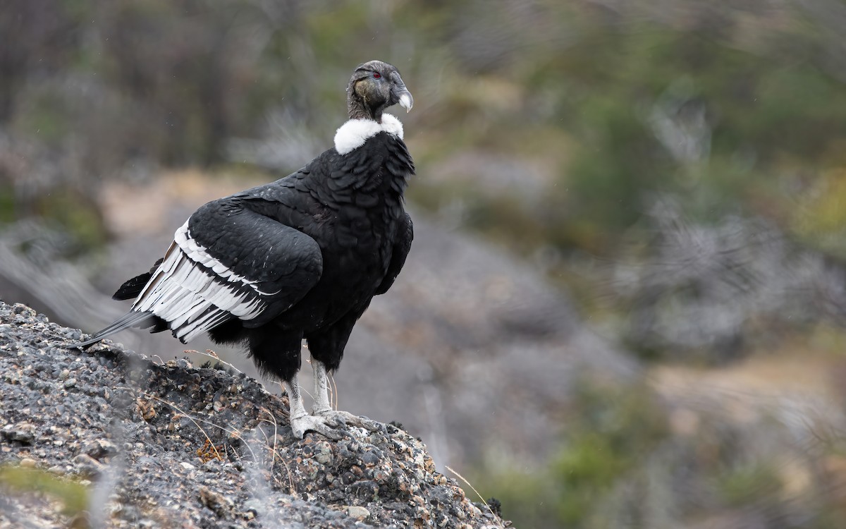 Andean Condor - ML421687901