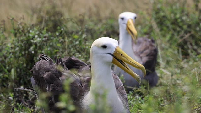 Albatros des Galapagos - ML421689581