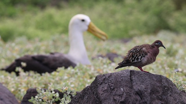 Galapagos Dove - ML421690591