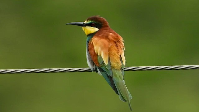 European Bee-eater - ML421693661