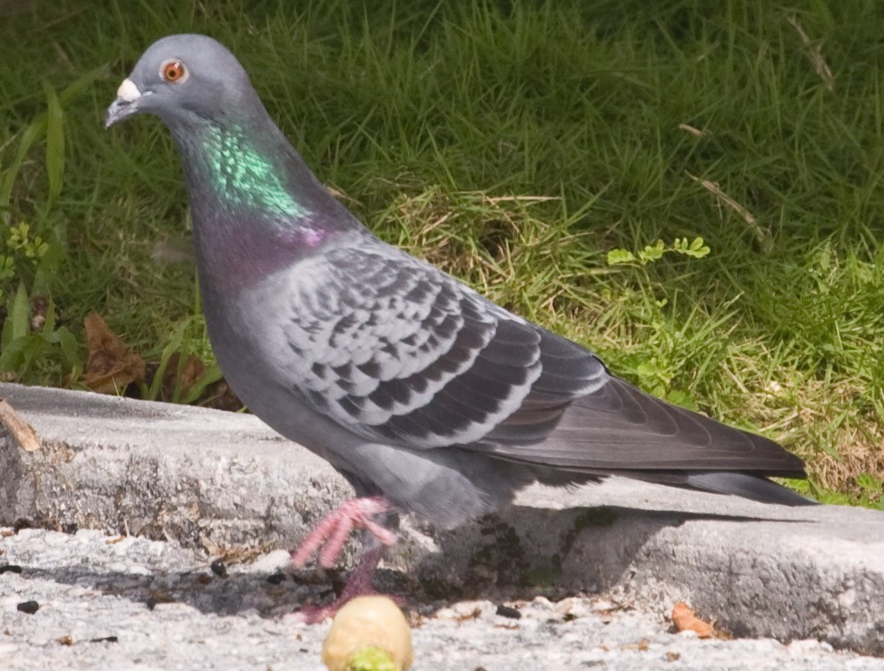 Rock Pigeon (Feral Pigeon) - Eric VanderWerf