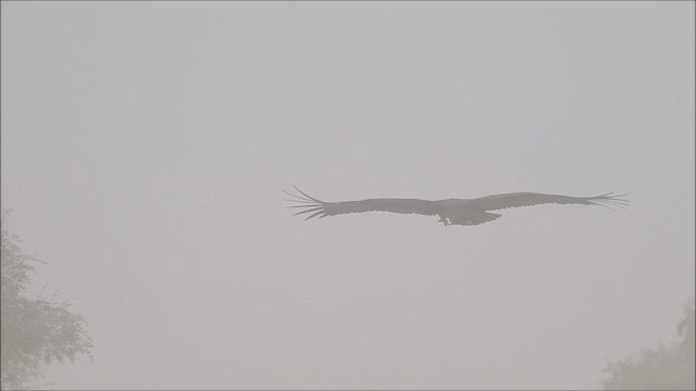Cinereous Vulture - ML421697471