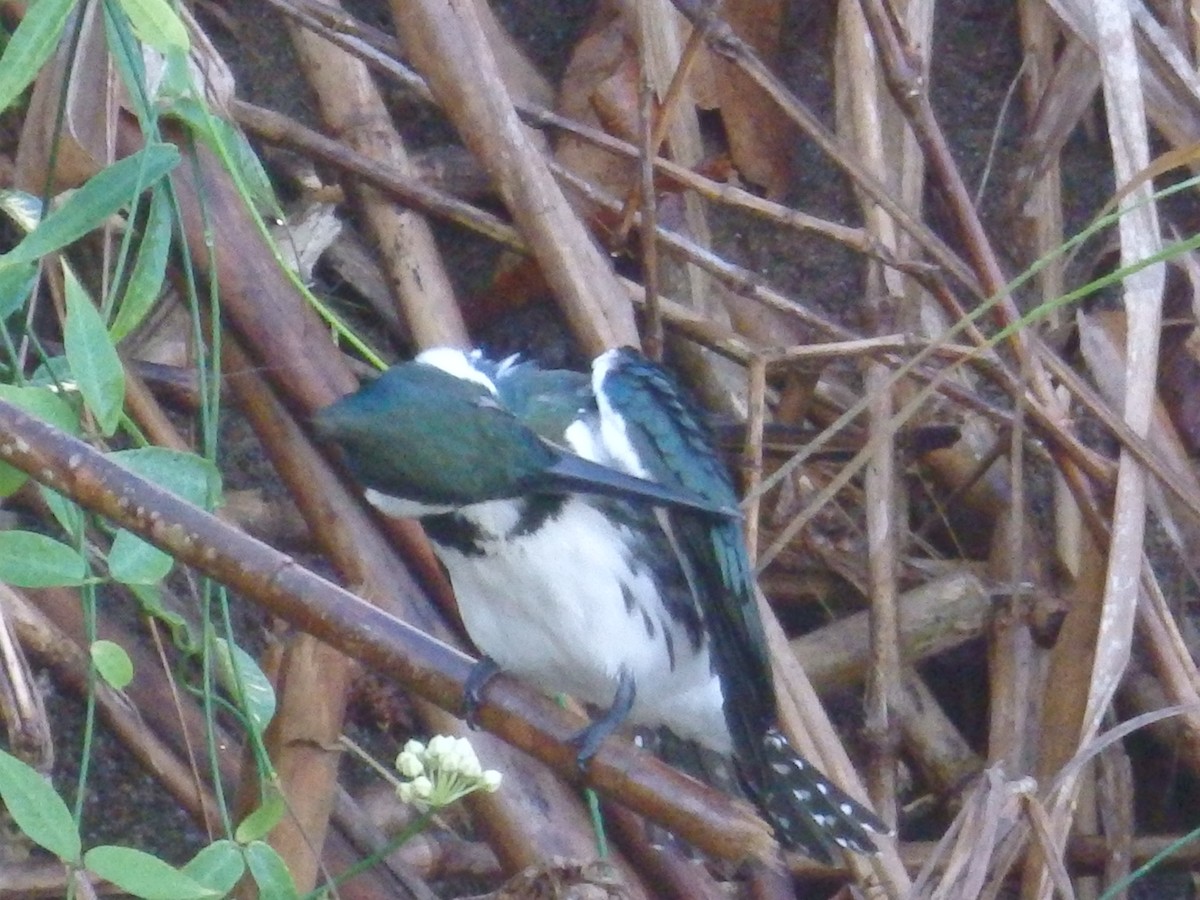 Amazon Kingfisher - maritza acuna