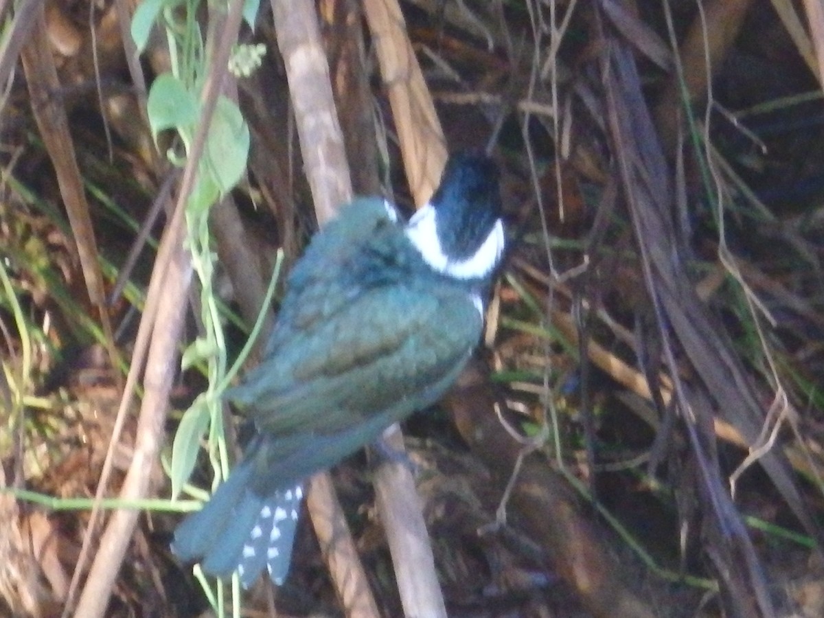 Amazon Kingfisher - maritza acuna