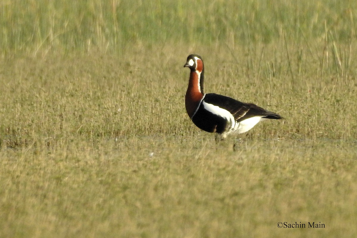Red-breasted Goose - ML421699551