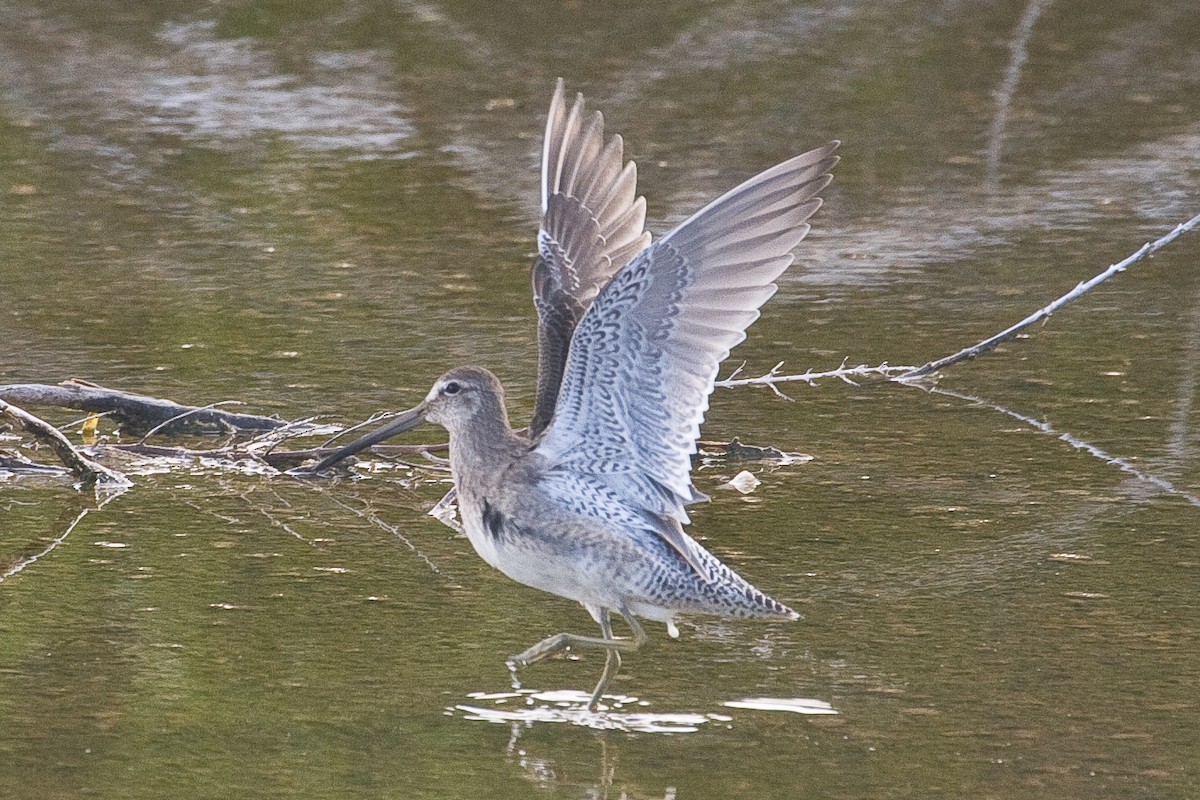 Long-billed Dowitcher - ML42169981