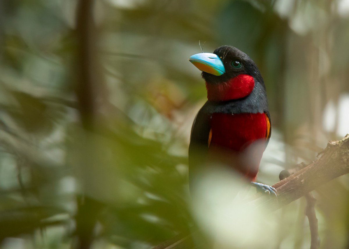 Black-and-red Broadbill (Black-and-red) - ML421701961