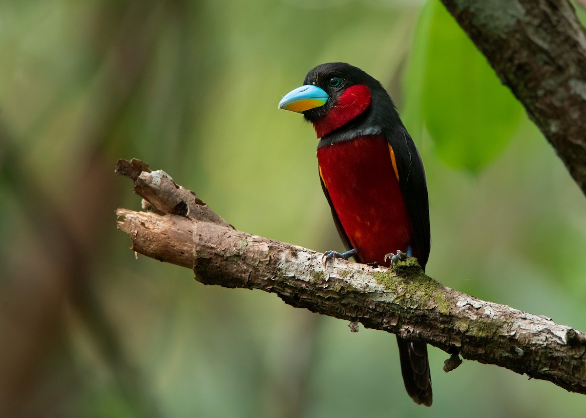 Black-and-red Broadbill (Black-and-red) - ML421702071