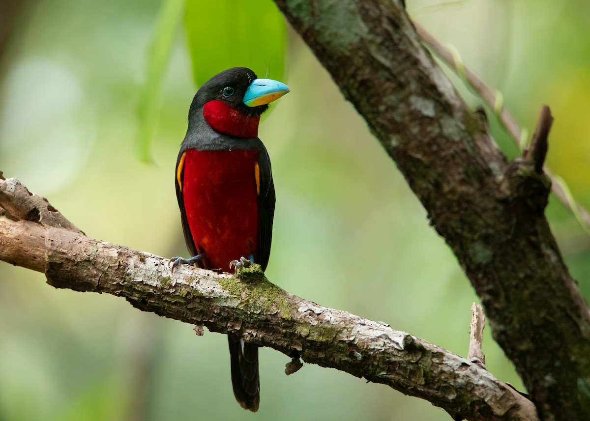 Black-and-red Broadbill (Black-and-red) - ML421702101