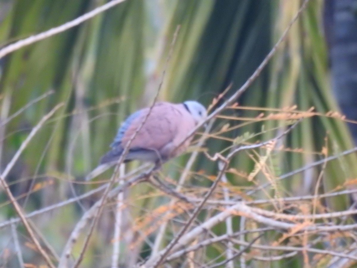 Red Collared-Dove - ML421706271