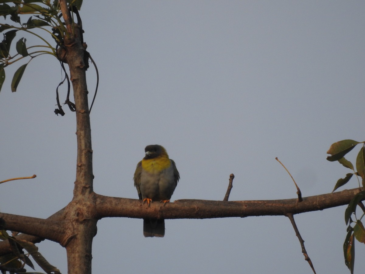 Yellow-footed Green-Pigeon - ML421706411
