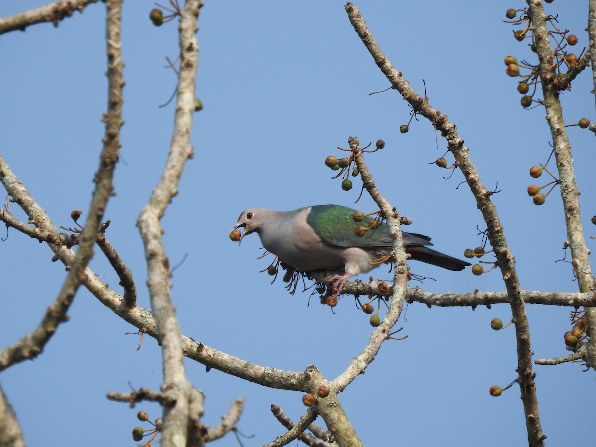 Green Imperial-Pigeon - ML421706431