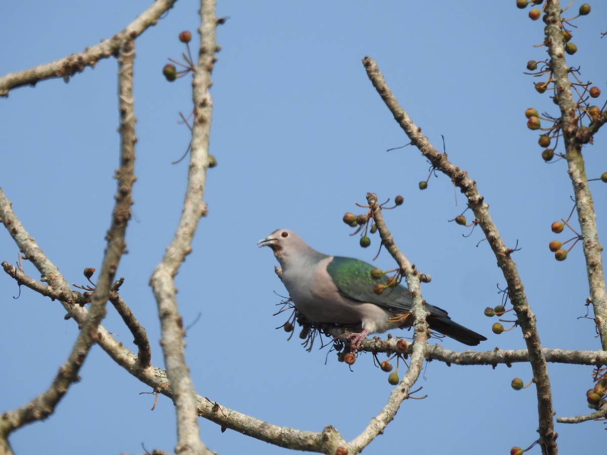 Green Imperial-Pigeon - Sourav Halder