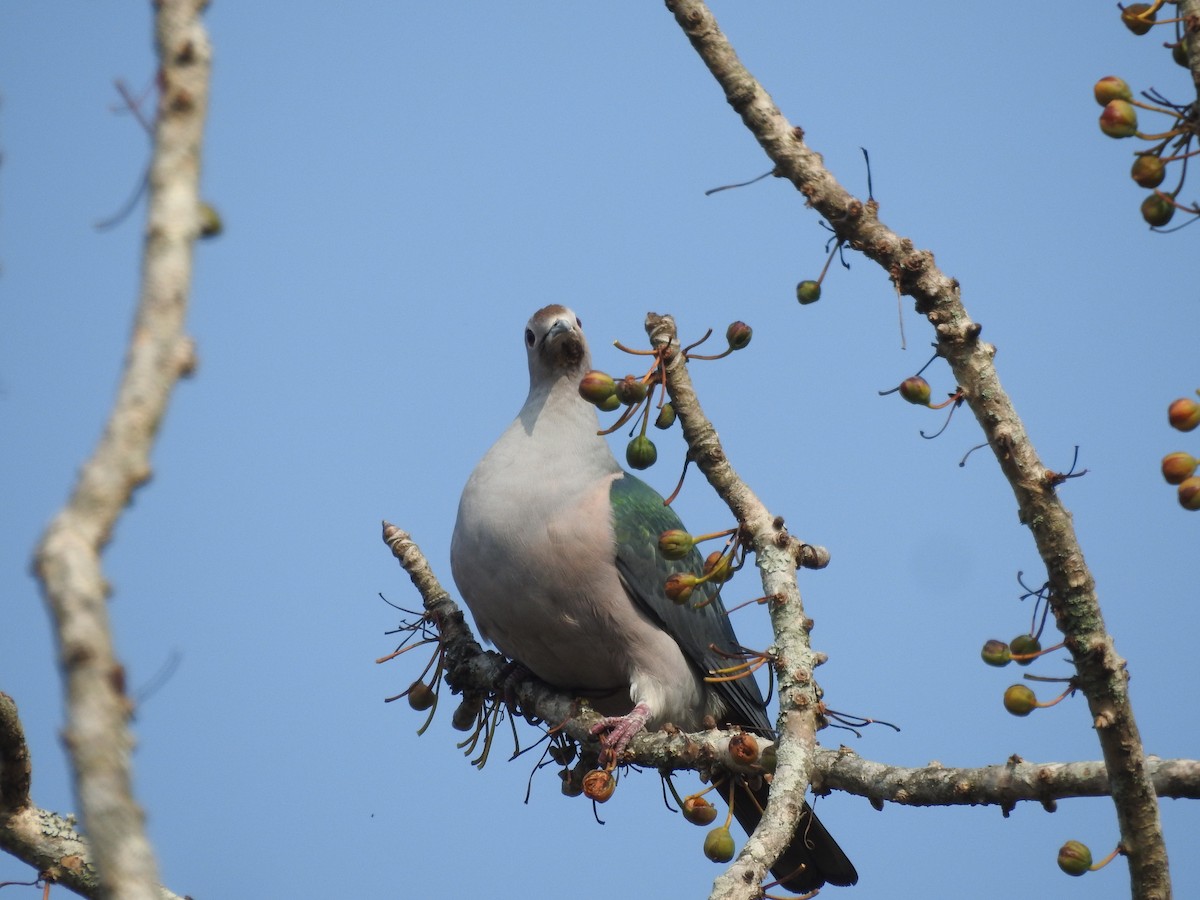 Green Imperial-Pigeon - ML421706491