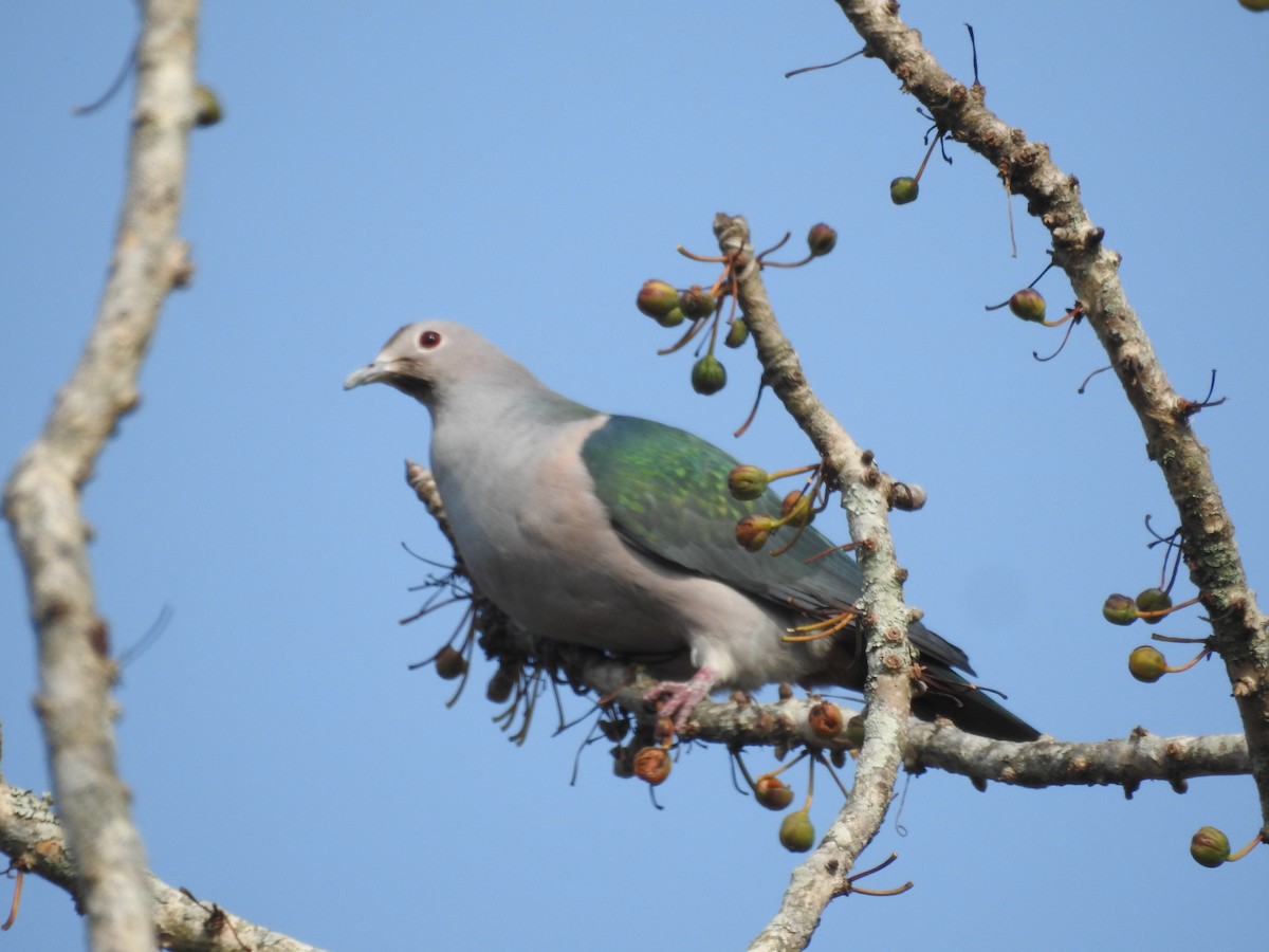 Green Imperial-Pigeon - ML421706541