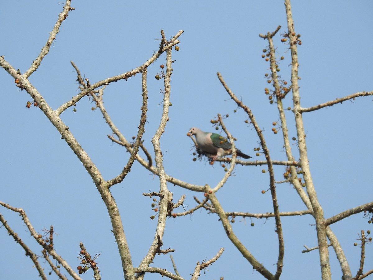 Green Imperial-Pigeon - ML421706551