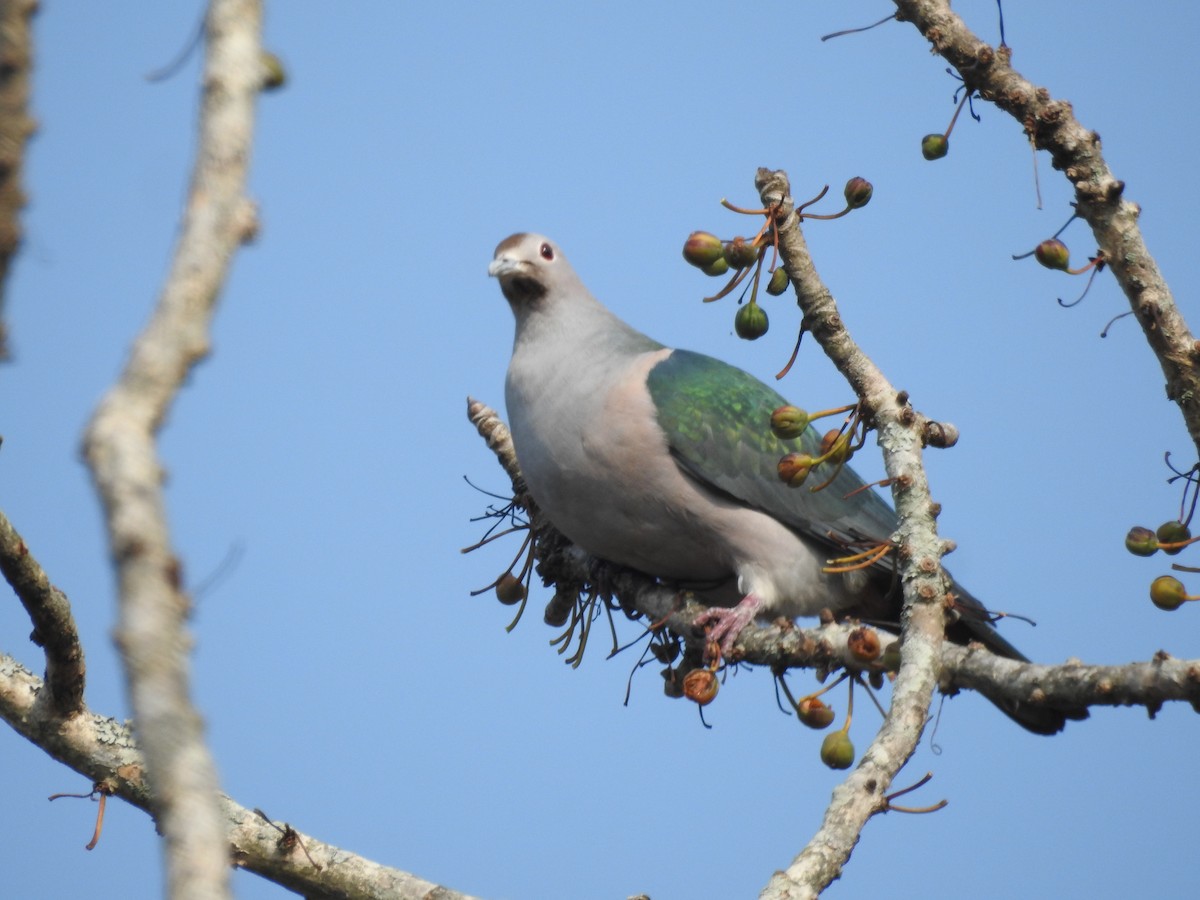 Green Imperial-Pigeon - ML421706571