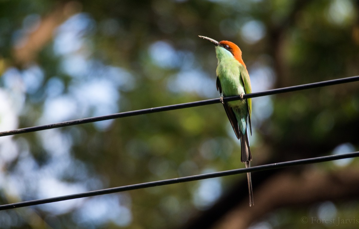 Rufous-crowned Bee-eater - Forest Botial-Jarvis