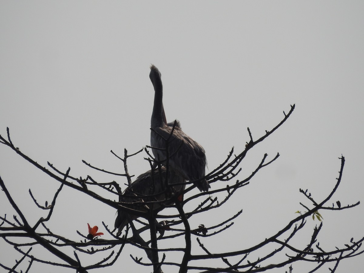 Spot-billed Pelican - Sourav Halder