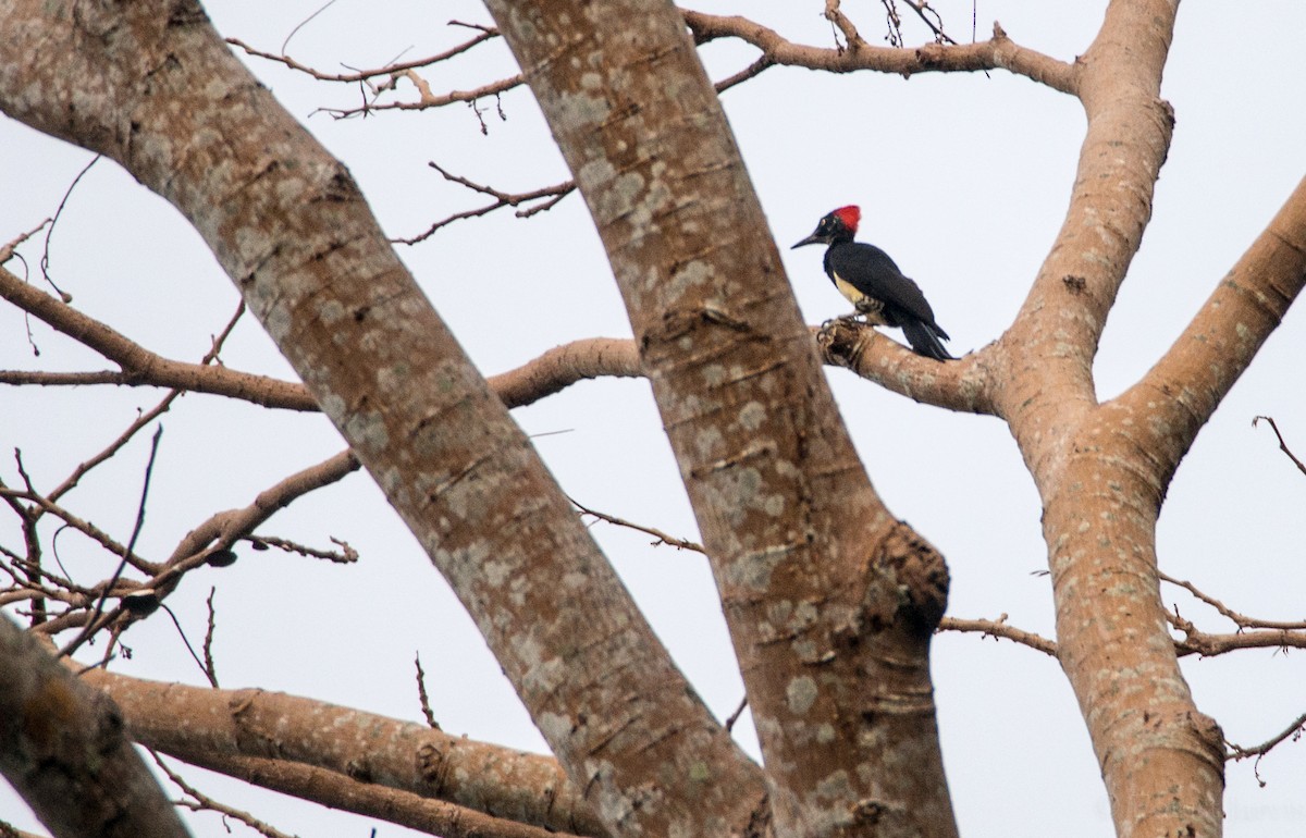 White-bellied Woodpecker - Forest Botial-Jarvis