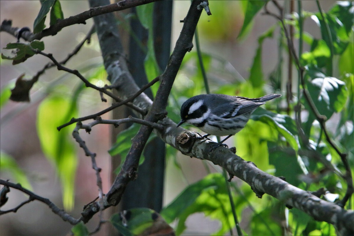 Black-throated Gray Warbler - ML421710331