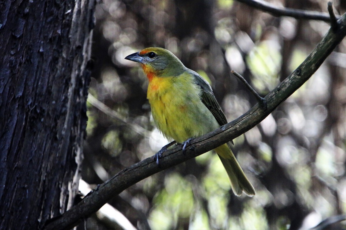 Hepatic Tanager - ML421710701