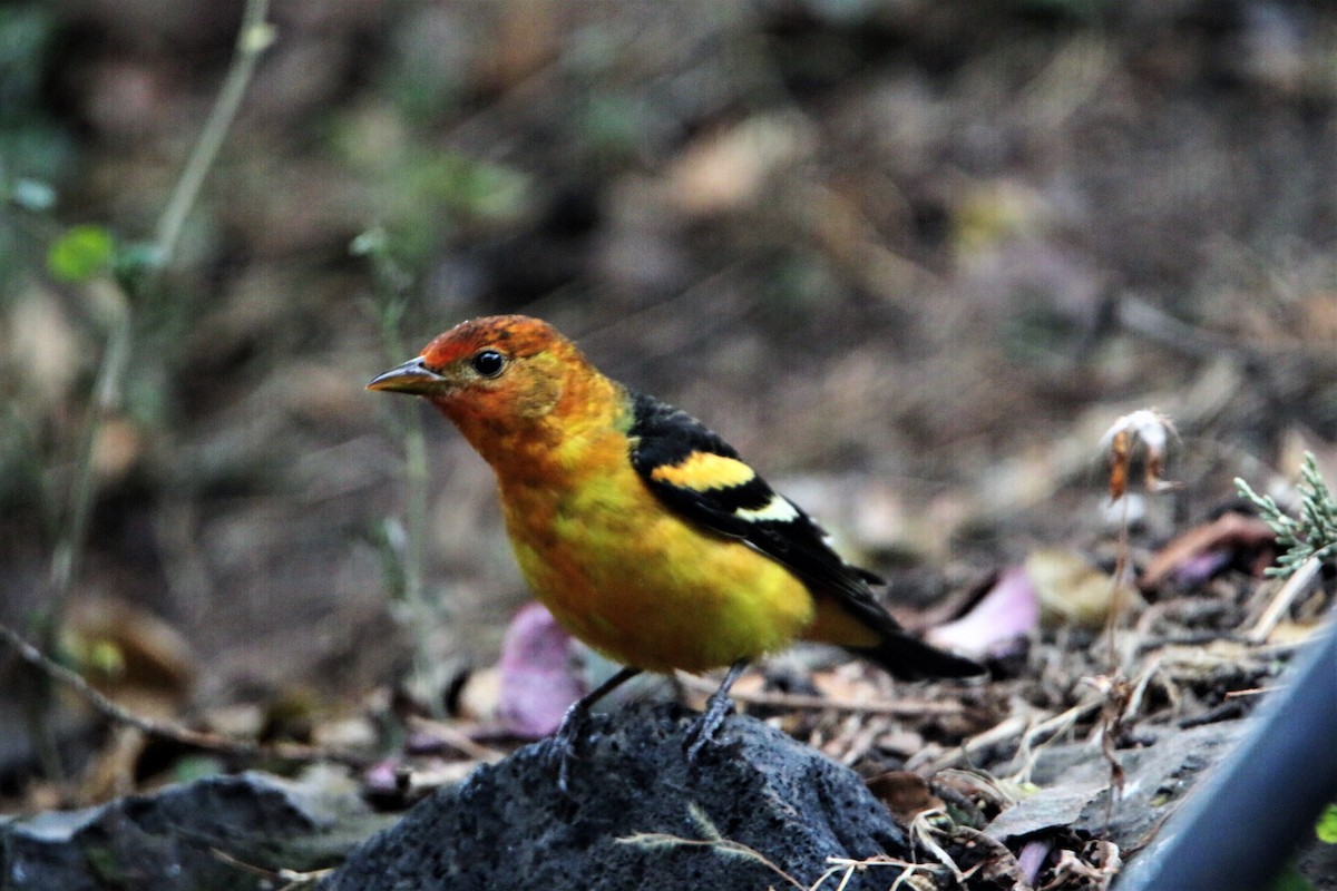 Western Tanager - ML421710781