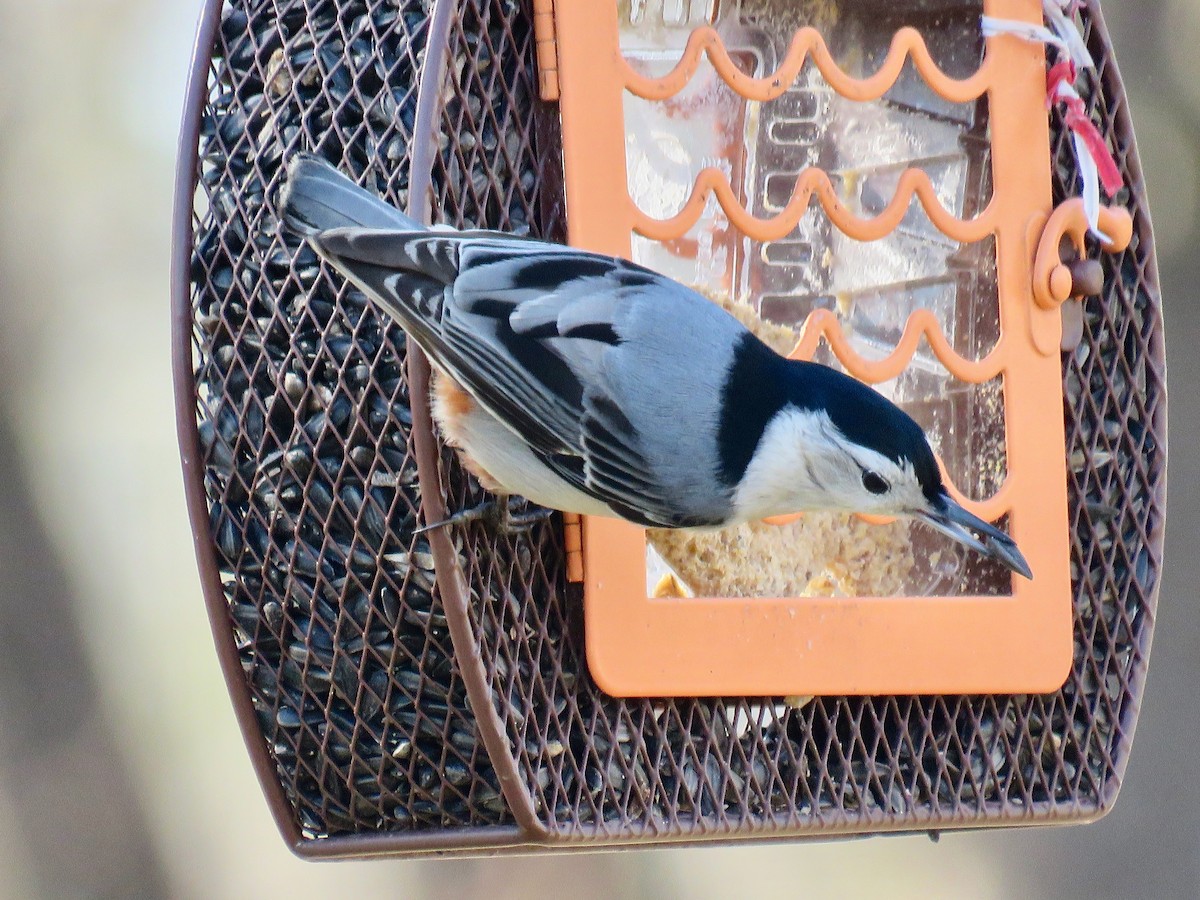 White-breasted Nuthatch - ML421713171