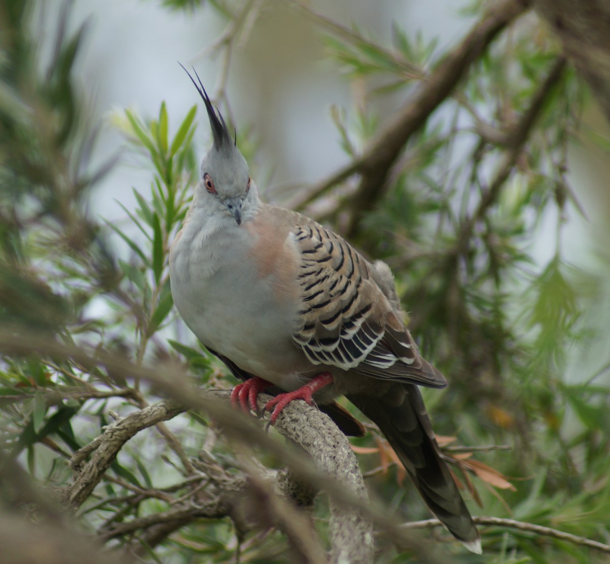 Crested Pigeon - ML42171391