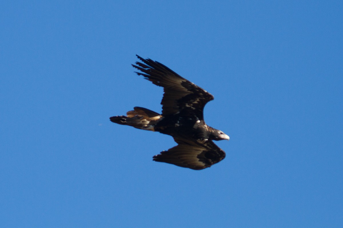 Wedge-tailed Eagle - Brad Dawson