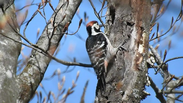 White-backed Woodpecker - ML421723751