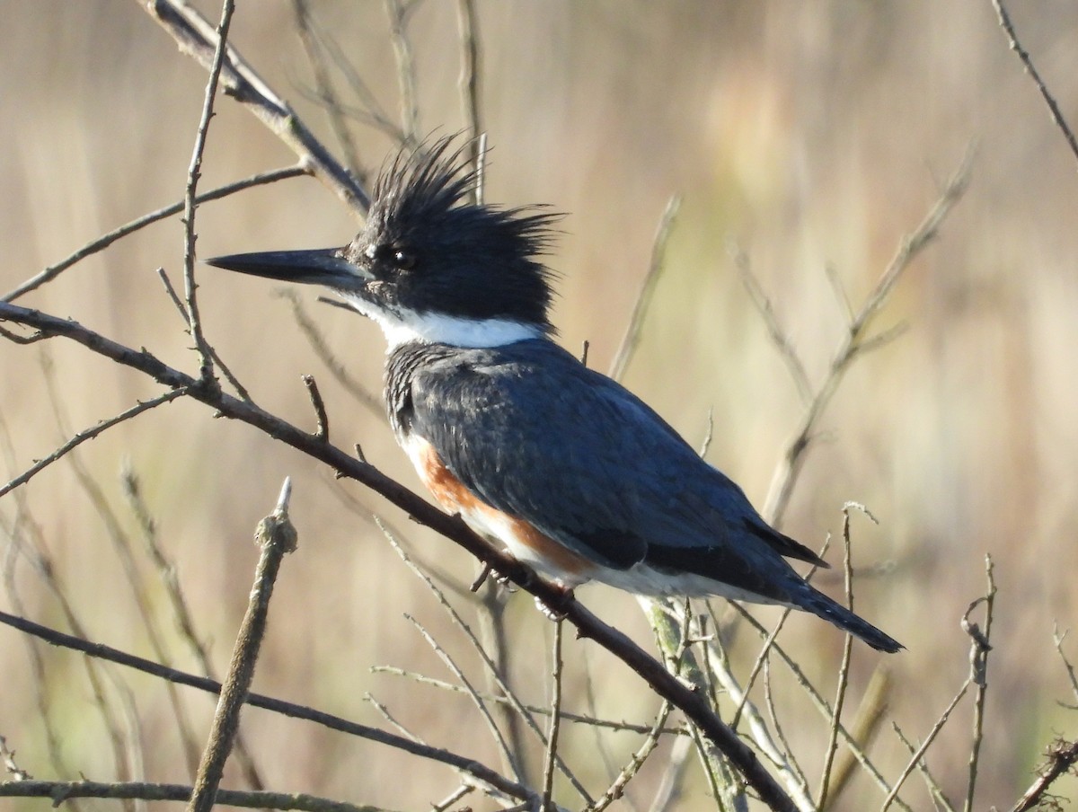 Belted Kingfisher - ML421723961