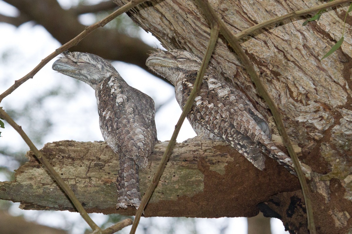 Papuan Frogmouth - ML42172411
