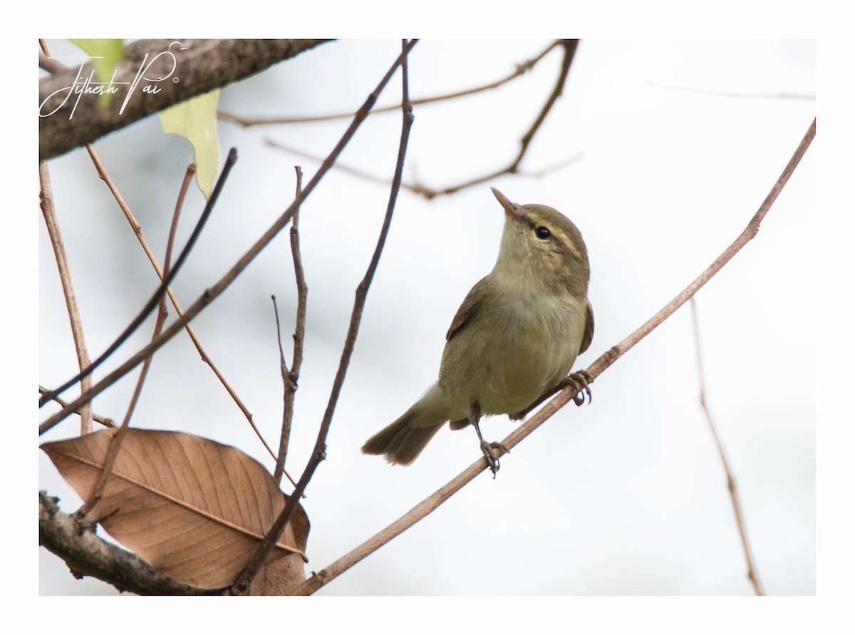 Greenish Warbler - jithesh pai