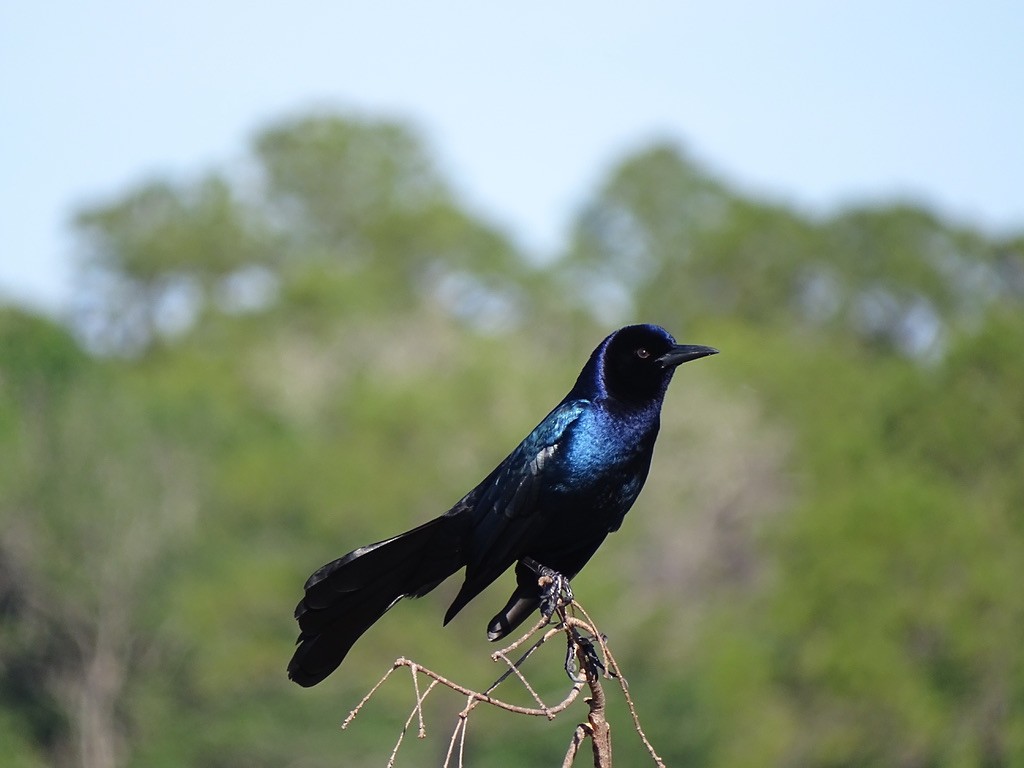 Boat-tailed Grackle - ML421724591