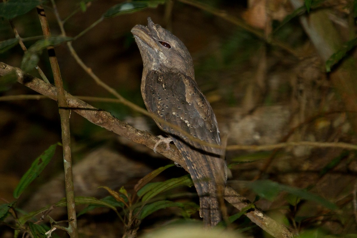 Marbled Frogmouth - ML42172631