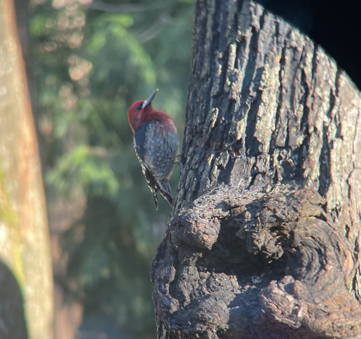 Red-breasted Sapsucker - ML421728271