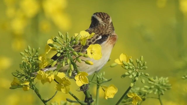 Whinchat - ML421732401