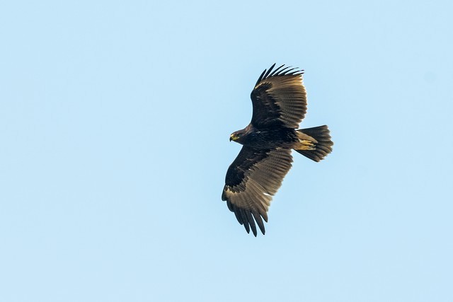 Greater Spotted Eagle - ML42173451