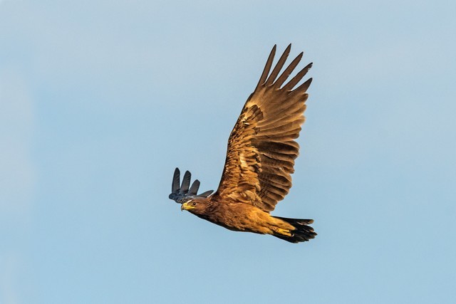 Greater Spotted Eagle - ML42173461