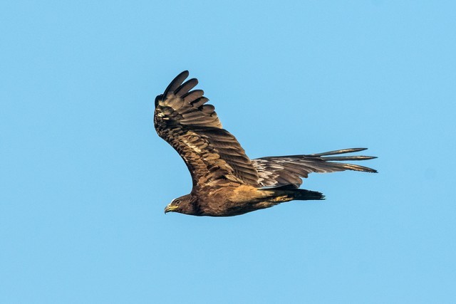 Greater Spotted Eagle - ML42173471