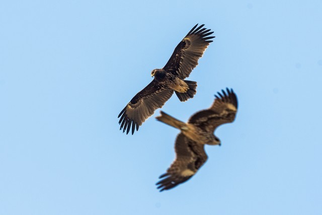 Greater Spotted Eagle - ML42173481
