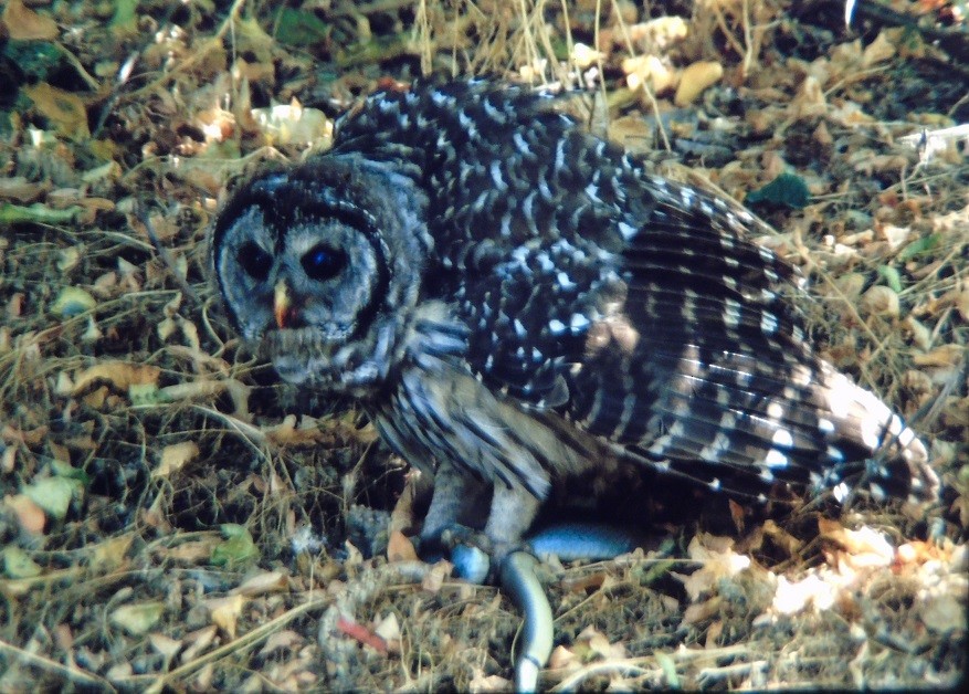Barred Owl - ML421735841