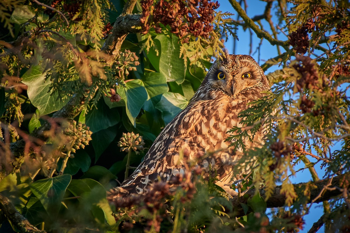 Short-eared Owl (Northern) - Tomáš Grim