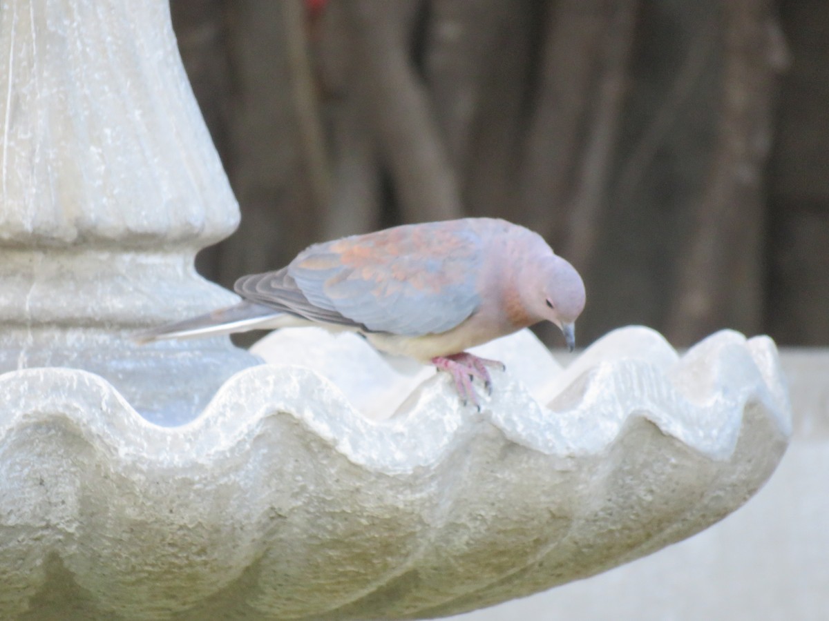 Laughing Dove - ML42174031