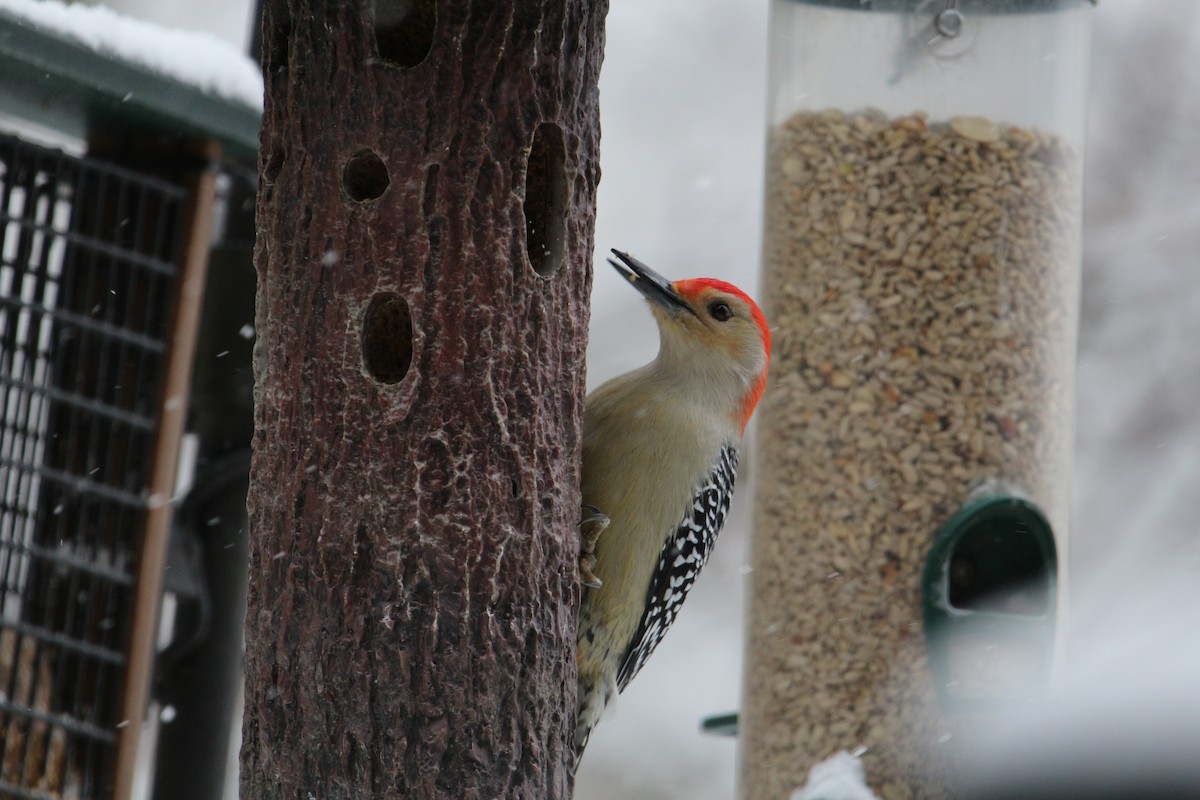 Red-bellied Woodpecker - ML421742851