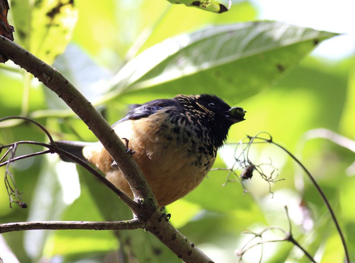 Spangle-cheeked Tanager - ML42175291