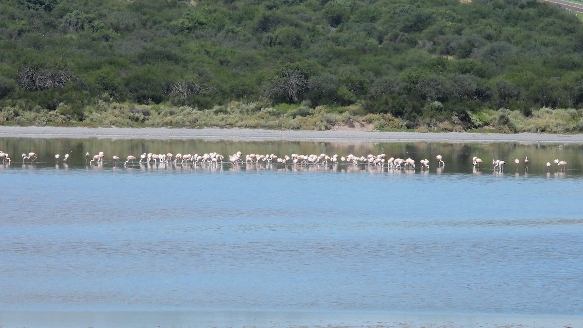 Chilean Flamingo - ML421754281