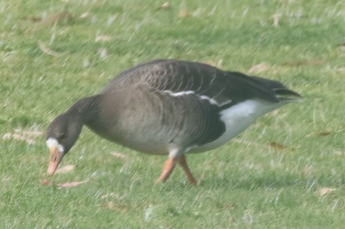 Greater White-fronted Goose - ML421757931